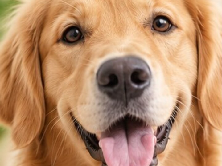 Dogs
