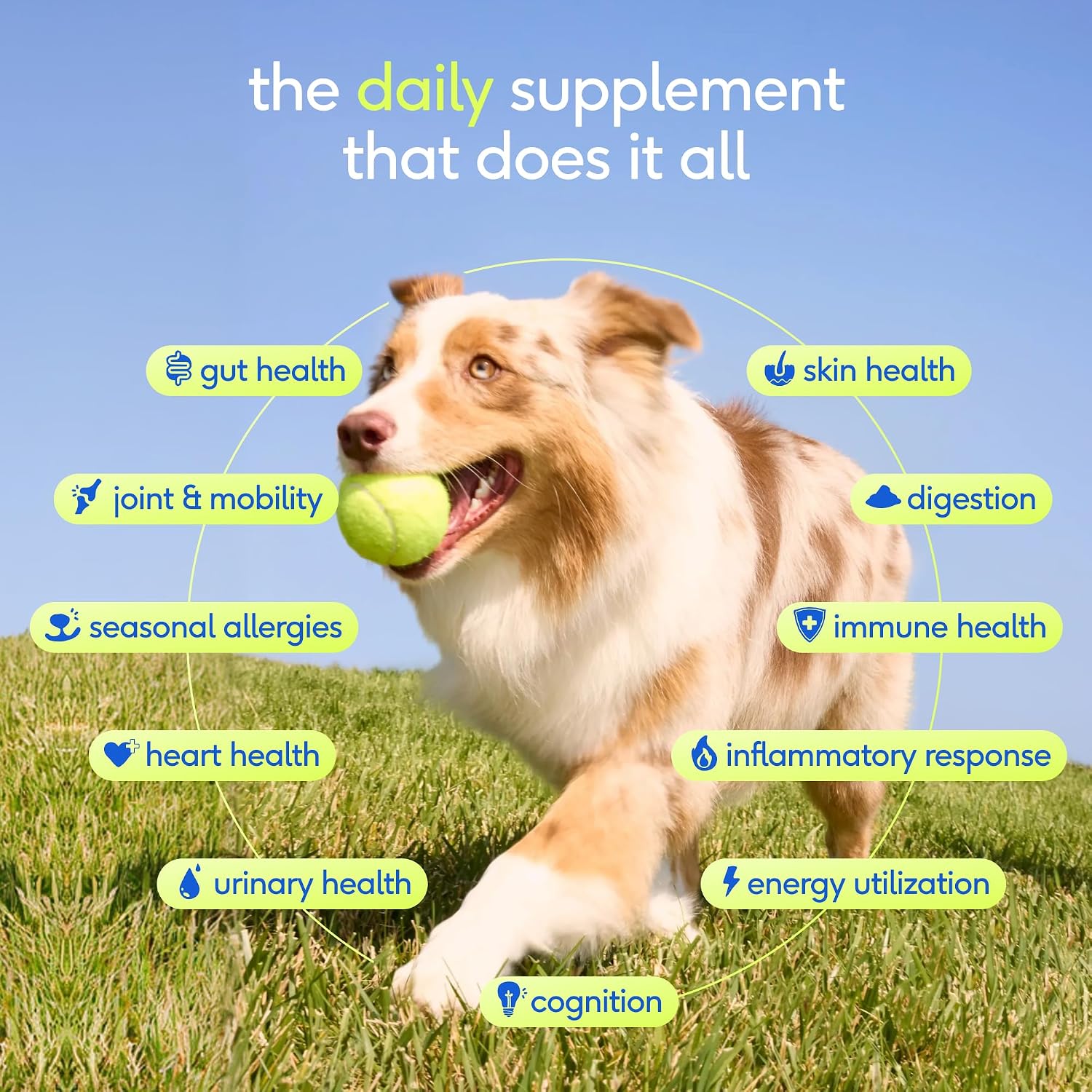 Native Pet The Daily Dog Vitamins & Supplements - 11-in-1 Multivitamin for Dogs - Daily Powder Supplement with Probiotics, Collagen - 30 Scoops image 3