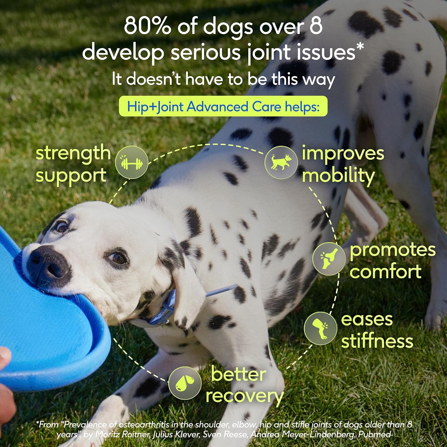 Native Pet Hip and Joint Supplement Dogs - Powder with UC-II Collagen and HMB - Senior and Large Breed Dog Joint Support - Made in USA - 30 Scoops image 3