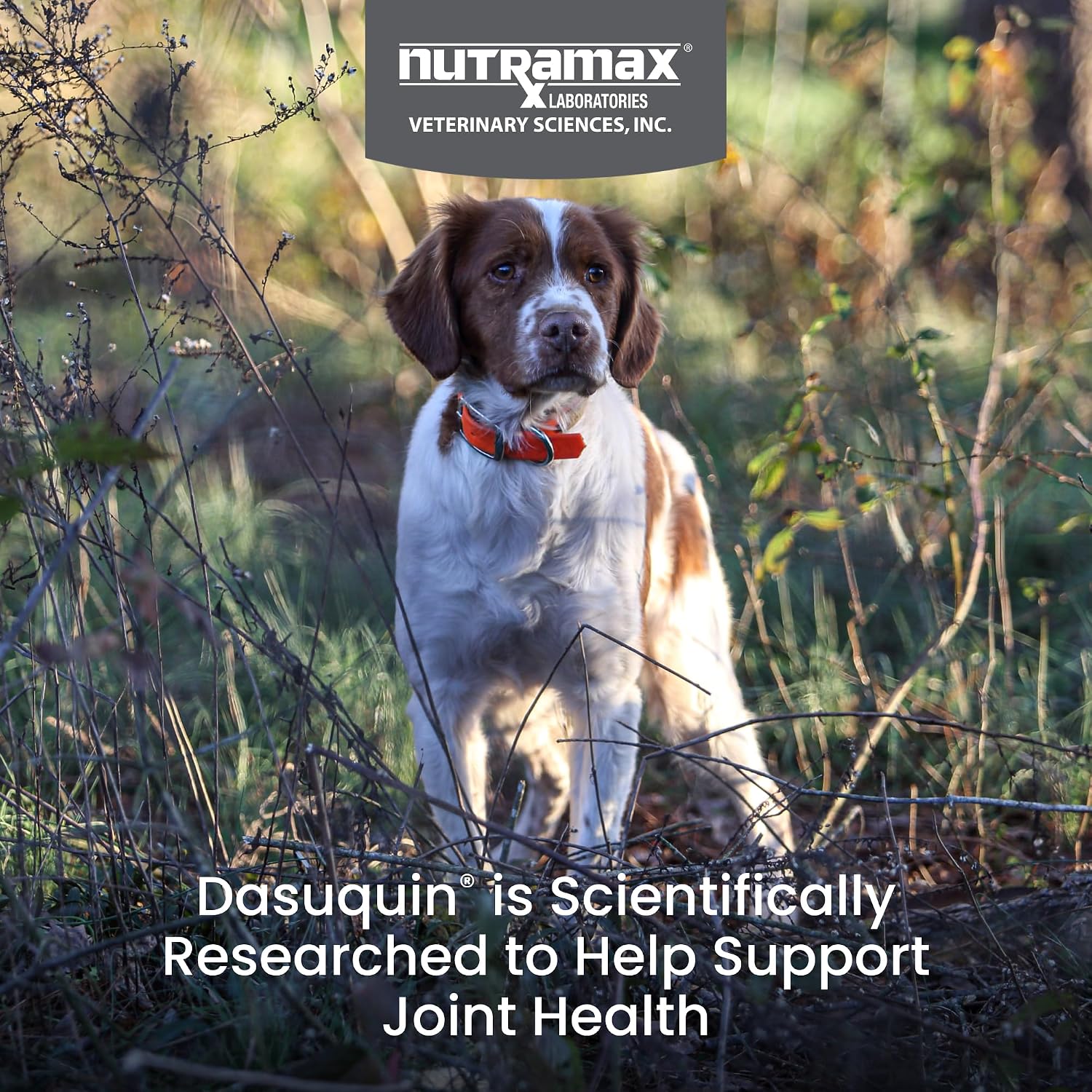 Nutramax Dasuquin for Small to Medium Dogs, Joint Health Supplement, Contains Glucosamine for Dogs, Plus Chondroitin, ASU, MSM and More, Supports Healthy Joints, Soft Chews, 84 Count image 3