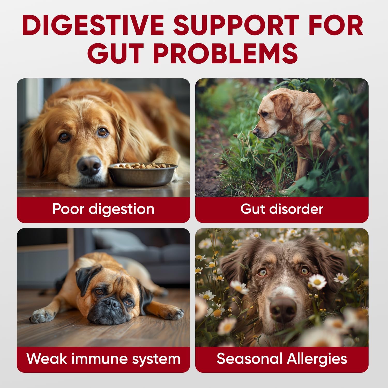 Probiotics for Dogs Digestive Health - Probiotic Chews for Gut Health, Itchy Skin Yeast, Diarrhea - USA Product - Immune Support Supplement - Dog Digestive Support & Allergy Relief Chews wit image 3
